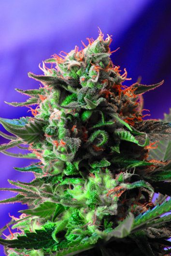 (Bild für) Jack 47 Feminised Seeds