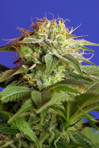 (Bild für) Green Poison Feminised Seeds