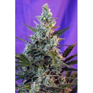 (Bild für) Sweet Skunk Auto Feminised Seeds