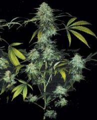 (Bild für) Bubble Gum Feminised Seeds