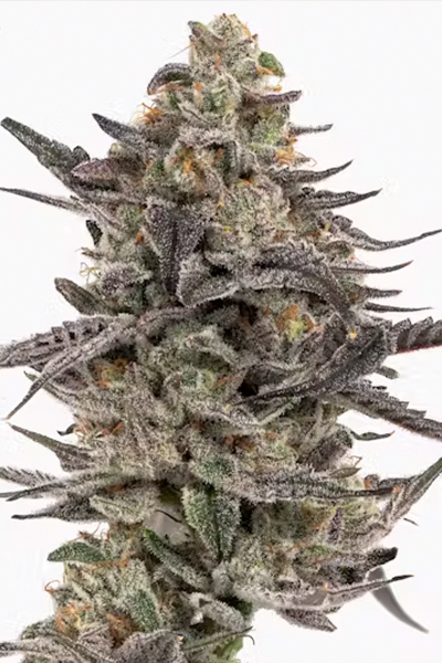 Ice Cream Cake x Kush Mints - Original Seedjunky Genetics Cut - indica